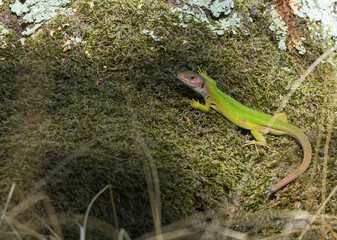 Lizard in the forest. Green lizard.