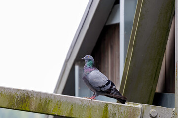  A majestic pigeon perched on a metal bridge structure with a natural background.
