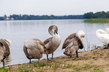 Young swans resting on the shore of a large lake.