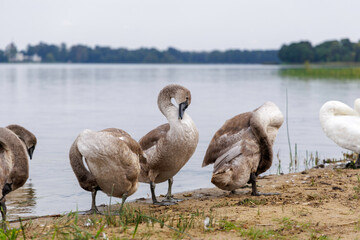 Young swans resting on the shore of a large lake.