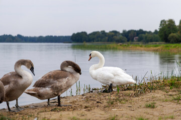 Fototapeta premium Adult and young swans resting on the shore of a large lake.