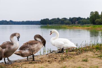 Fototapeta premium Adult and young swans resting on the shore of a large lake.