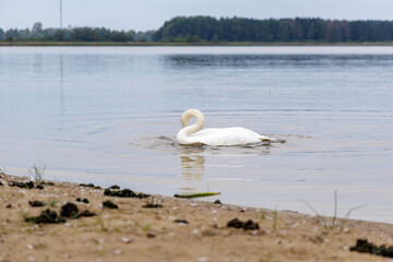 A white swan gracefully swimming on a calm lake.