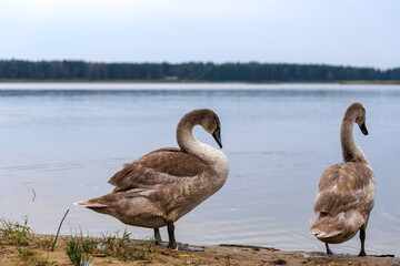Young swans on the peaceful shore of a lake.