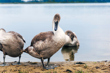 A white swan preens its feathers on the lakeshore.