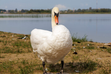 An elegant white swan standing on the lakeside shore.