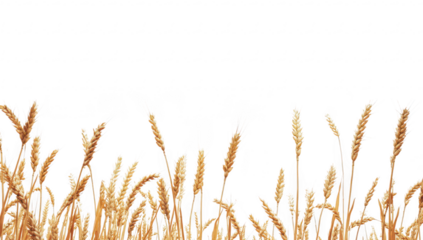 A serene landscape featuring golden wheat stalks gently swaying in the breeze under a clear sky. symbolizing harvest season and agricultural abundance. ideal for nature and farming themes