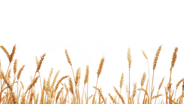 A serene landscape featuring golden wheat stalks gently swaying in the breeze under a clear sky. symbolizing harvest season and agricultural abundance. ideal for nature and farming themes