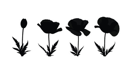 Silhouetted poppy flowers in different stages of bloom on vector