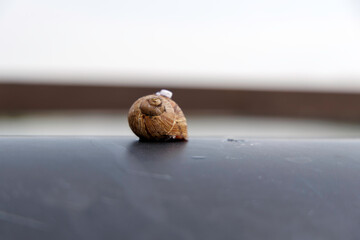 Snail on a Surface