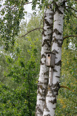 Birdhouse on a Birch Tree