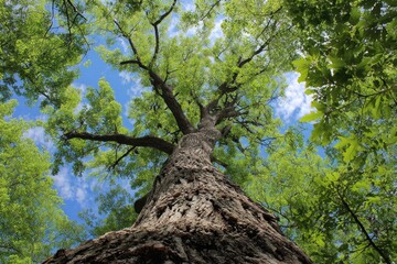 Naklejka premium Majestic Eastern Cottonwood Towering in Lush Forest Beneath a Clear Blue Sky