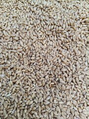 Close up shot of pile of wheat seed.