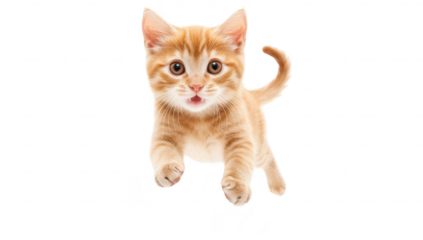 A playful orange tabby kitten leaps joyfully in mid-air against a clean white background. capturing the essence of youthful energy and curiosity. ideal for pet-related content