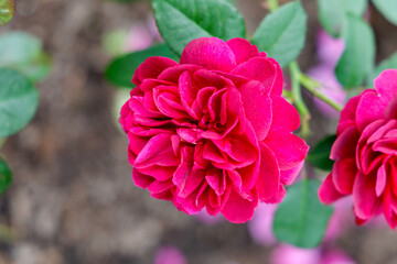  A vibrant dark pink rose flower.