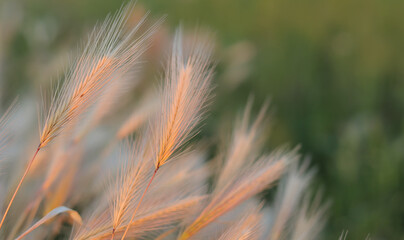 Dry spikelets of wild grass in sunlight close up