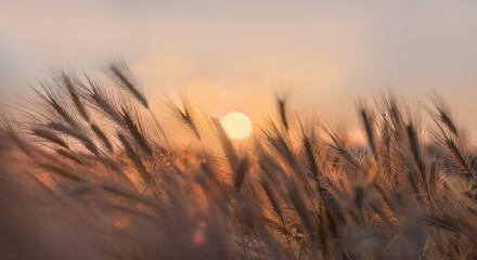 Dry spikelets of wild grass at sunset on autumn meadow