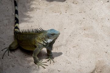 Iguana on the beach of Curaçao.