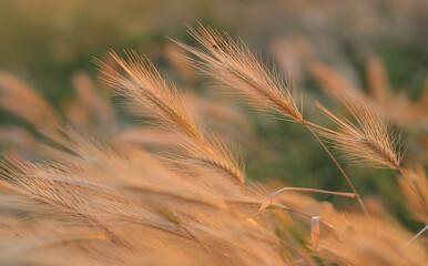 Dry spikelets of wild grass in sunlight