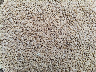 Close up shot of pile of wheat seed.