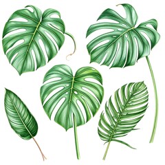 Tropical leaves collection
