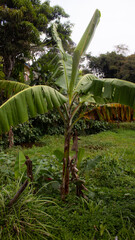 Banana Tree in the Forest with Lush Greenery