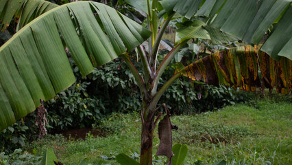 Banana Tree in the Forest with Lush Greenery