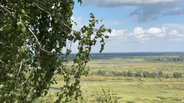 Scenic view of a summer landscape with green tree branches in the foreground and wide open fields stretching to the horizon under a blue sky with fluffy white clouds. Picturesque rural nature with mea