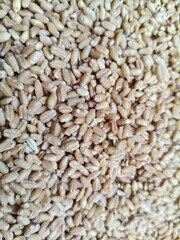 Close up shot of pile of wheat seed.