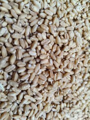 Close up shot of pile of wheat seed.