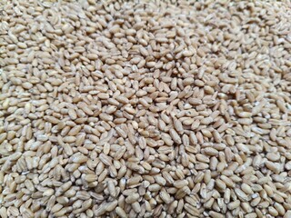 Close up shot of pile of wheat seed.