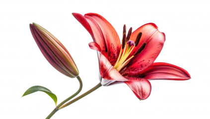 A red lily flower in full bloom alongside a closed bud. intricate petal details and striking colors against a clean white background. ideal for nature-themed projects
