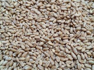 Close up shot of pile of wheat seed.