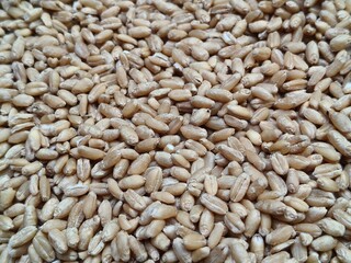 Close up shot of pile of wheat seed.