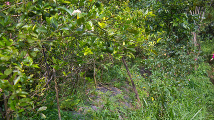 Lime Tree with Fresh Green Fruits