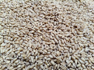 Close up shot of pile of wheat seed.
