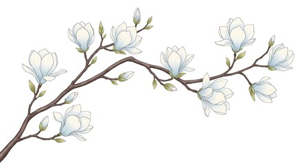 Delicate branch with blooming white magnolia flowers and buds