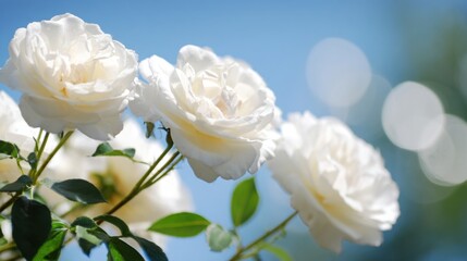 Obraz premium bouquet. Dreamy white rose bouquet softly focused against a blue sky, evoking serenity and natural beauty. gardening catalogs, home-decor guides, designed for home decor and floral branding.