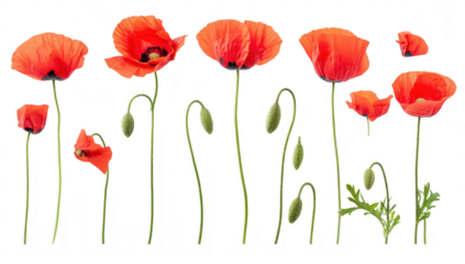 A array of red poppy flowers standing tall with varying heights and stages of bloom. set against a clean white background. ideal for floral design inspiration or nature-themed projects