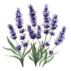 Fototapeta premium A arrangement of lavender flowers their rich purple hues and delicate green leaves. set against a clean white background. ideal for nature-themed projects or floral decorations