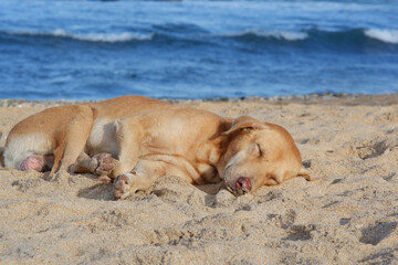 Obraz premium Brown dog sleeping peacefully in the shore of Mirissa Beach Sri Lanka