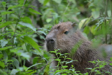 A cute Capybara in the wild  