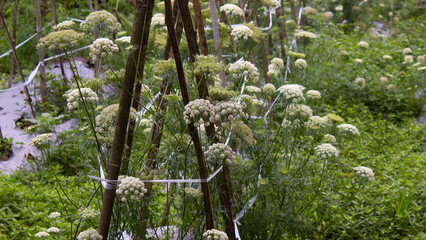 Carrot Flowers in Farming Field