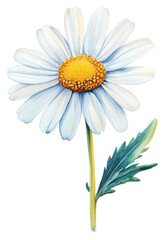 Delicate white daisy flower nature scene watercolor art floral beauty