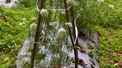 Carrot Flowers in Farming Field