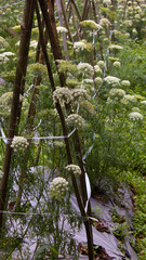 Carrot Flowers in Farming Field