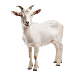Fototapeta premium A white goat standing confidently on a plain background. its unique features and calm demeanor. ideal for farm-related projects or educational materials