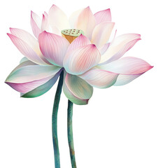 Blooming lotus flower nature botanical art serene environment close-up