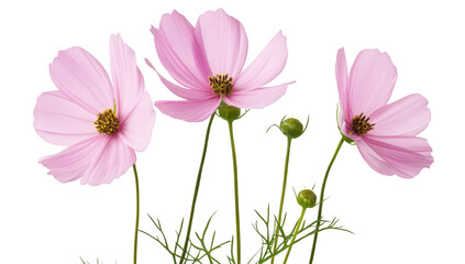 A close-up view of delicate pink cosmos flowers with green stems and buds. set against a clean white background. ideal for floral-themed designs and nature-focused projects