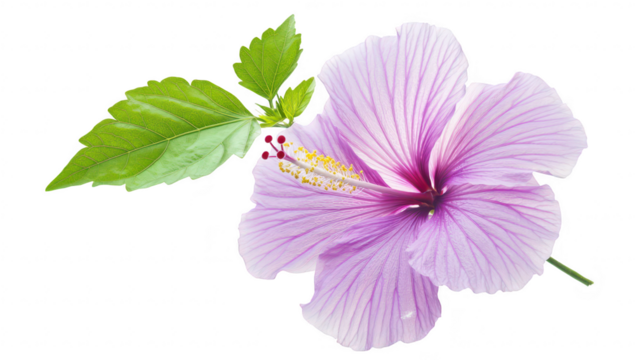 A pink hibiscus flower with delicate petals and lush green leaves. beautifully arranged against a clean white background. ideal for nature-themed designs or botanical illustrations